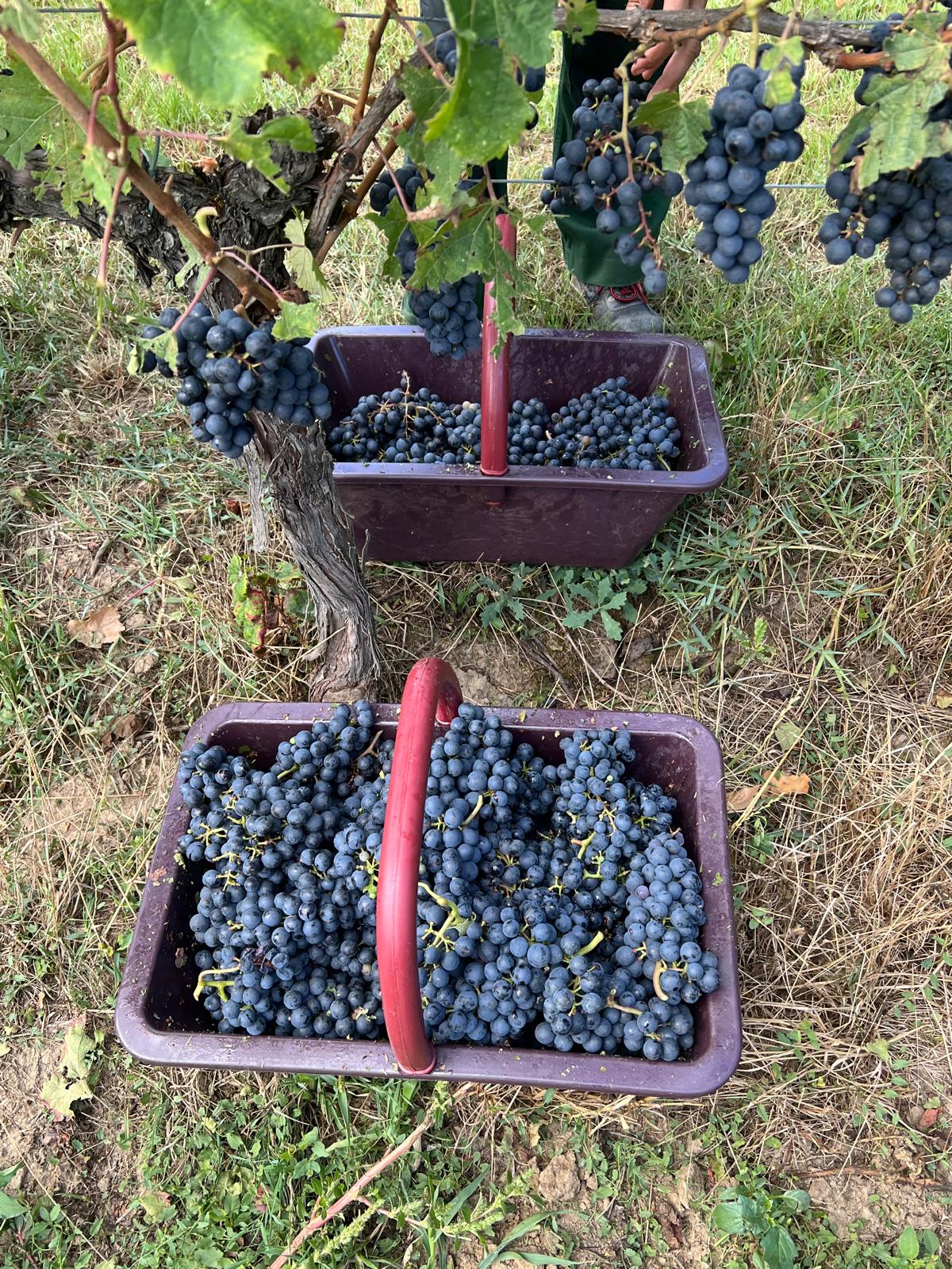 Paniers de vendanges pris en photos pleins de raisins sous un rang de vigne.