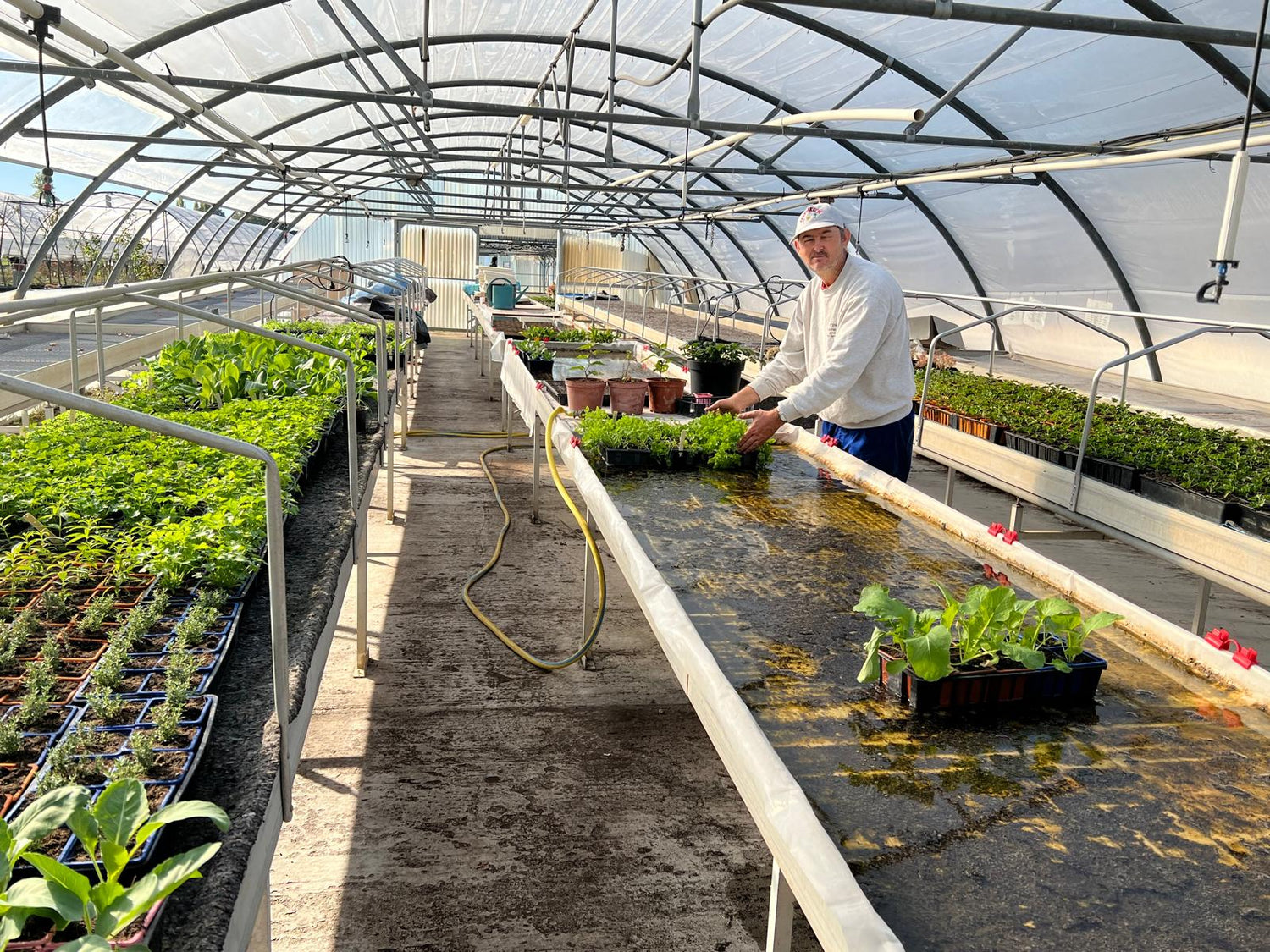 Stéphane un de nos travailleurs de serres, pris en photo dans la serre chaude en train de faire les repiquages des légumes d'hivers.