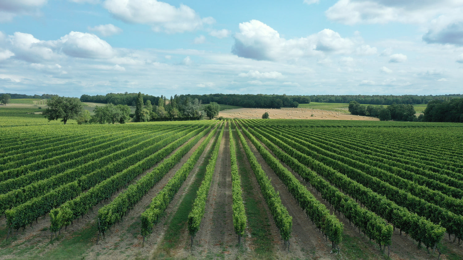 Vue du ciel de nos vignes. 