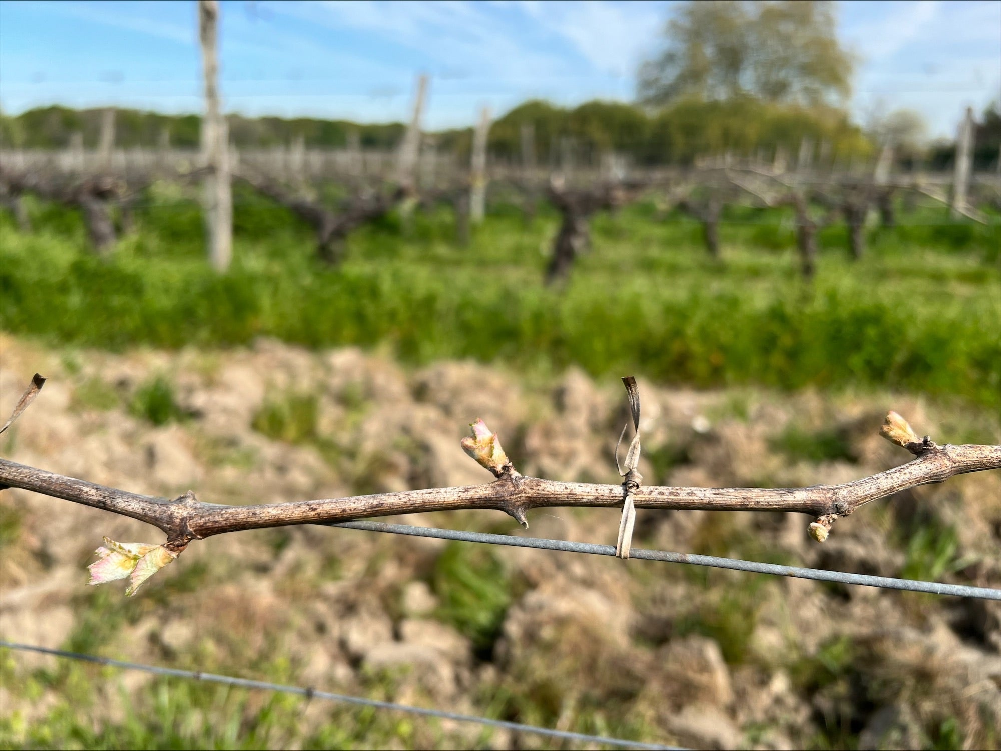 Branche de vigne montrant les premiers bourgeons qui éclosent. 